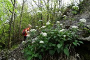 Monte Zucco (Direttissima / Sentiero Panoramico) da San Pellegrino Terme il 22 aprile 2016  - FOTOGALLERY